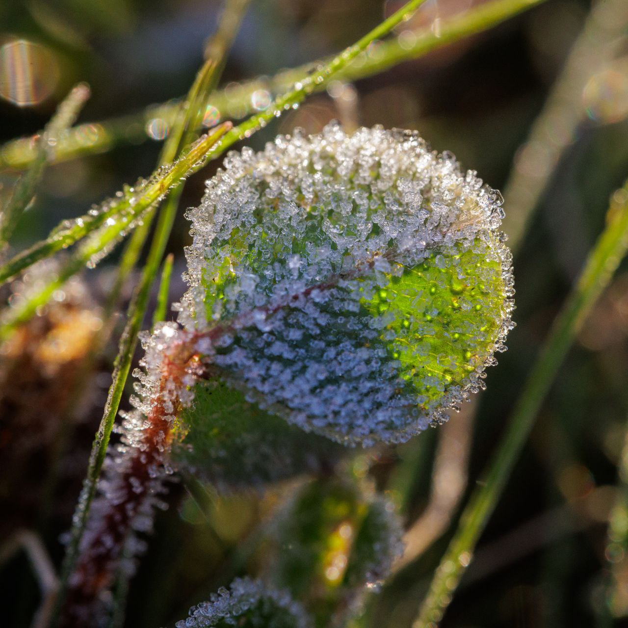 Meditation über Grace  9.11.2025