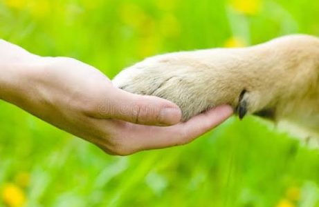 Extra Newsletter  2026 from the dog sanctuary in Tamera