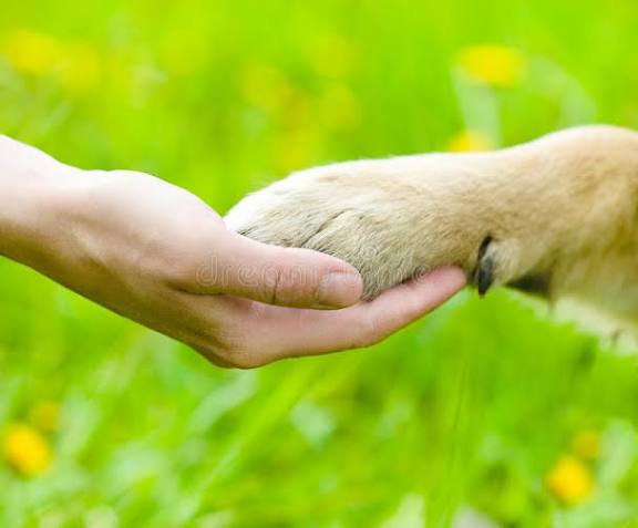 Extra Newsletter aus dem Hunde Sanktuarium Juni 2026